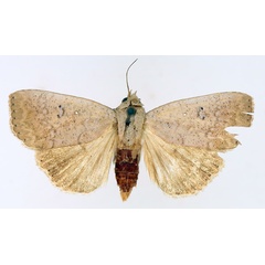 /filer/webapps/moths/media/images/P/poliotis_Exophyla_AF_TMSA_02.jpg