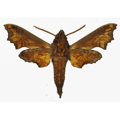 /filer/webapps/moths/media/images/P/pseudopylas_Temnora_AM_Basquinb.jpg