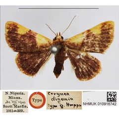 /filer/webapps/moths/media/images/D/digonia_Cerynea_HT_NHMUK.jpg