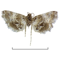 /filer/webapps/moths/media/images/E/ealensis_Elophila_HT_RMCA.jpg