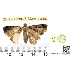 /filer/webapps/moths/media/images/M/moenasalis_Bleptina_HT_BMNH.jpg