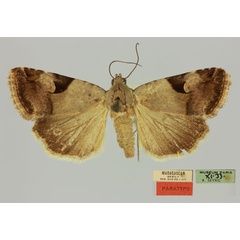 /filer/webapps/moths/media/images/N/novogonia_Unca_PTM_MNHN.jpg