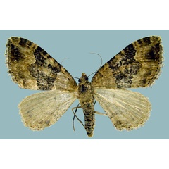 /filer/webapps/moths/media/images/S/subrufaria_Piercia_AF_Staudea.jpg