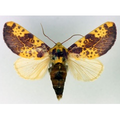 /filer/webapps/moths/media/images/X/xantherythra_Copifrontia_A_Aulombard.jpg