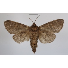 /filer/webapps/moths/media/images/R/rectangulatus_Brachylia_AF_MGCLb_02.JPG