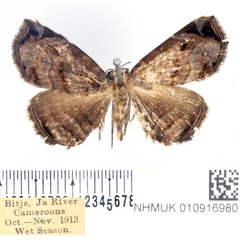 /filer/webapps/moths/media/images/B/breviramia_Caryonopera_AF_BMNH.jpg