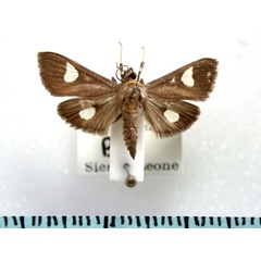 /filer/webapps/moths/media/images/F/flavicepsalis_Ulopeza_A_Revell_01.jpg
