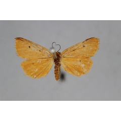 /filer/webapps/moths/media/images/F/ferruginea_Ochrota_HT_BMNH.jpg