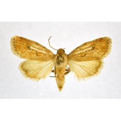 /filer/webapps/moths/media/images/C/confertissima_Heliocheilus_A_NHMO_02.jpg