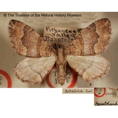 /filer/webapps/moths/media/images/A/achatina_Epirrhoe_HT_BMNH.jpg