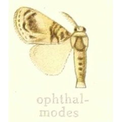 /filer/webapps/moths/media/images/O/ophthalmodes_Dasychira_HT_Hering_25a.jpg
