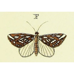 /filer/webapps/moths/media/images/T/trofonia_Argyrophora_Cramer3_247_F.jpg