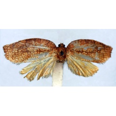 /filer/webapps/moths/media/images/S/symmetra_Labidosa_LT_BMNH.jpg