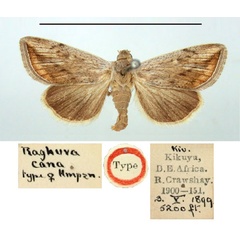 /filer/webapps/moths/media/images/C/cana_Raghuva_HT_BMNH.jpg