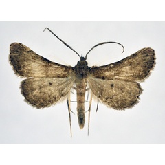 /filer/webapps/moths/media/images/M/melanomma_Naarda_AM_NHMO.jpg