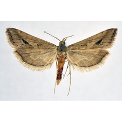 /filer/webapps/moths/media/images/M/monostigma_Diasemia_A_NHMO_01.jpg