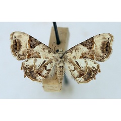 /filer/webapps/moths/media/images/D/dohertyi_Epiplema_AF_TMSA.jpg