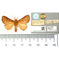 /filer/webapps/moths/media/images/U/unicolora_Miresa_STM_BMNH.jpg