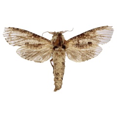 /filer/webapps/moths/media/images/S/schoorli_Aethalopteryx_HT_BMNH.jpg