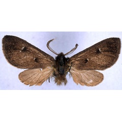 /filer/webapps/moths/media/images/B/bipuncta_Metarctia_ST_BMNH_01.jpg
