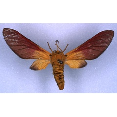 /filer/webapps/moths/media/images/H/haematochrysia_Bergeria_PT_RMCA_01.jpg