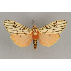 /filer/webapps/moths/media/images/E/euprepia_Teracotona_HT_BMNH.jpg
