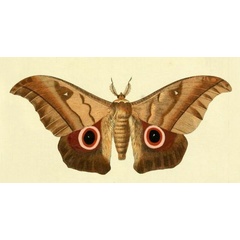 /filer/webapps/moths/media/images/P/phaedusa_Lobobunaea_Drury3_24.jpg