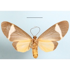 /filer/webapps/moths/media/images/H/hersilia_Caryatis_A_MGCLb_01.JPG