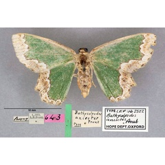 /filer/webapps/moths/media/images/A/anisotes_Bathycolpodes_HT_OUMNH_01.jpg