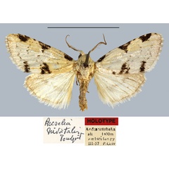 /filer/webapps/moths/media/images/N/nivatalis_Roeselia_HT_MNHN.jpg