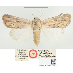 /filer/webapps/moths/media/images/C/clavifera_Cirphis_HT_BMNHa.jpg