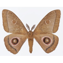 /filer/webapps/moths/media/images/L/licharbas_Bunaeopsis_AM_Basquina.jpg