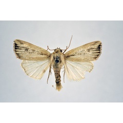 /filer/webapps/moths/media/images/A/atrinota_Leucania_AM_NHMO.jpg