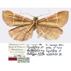 /filer/webapps/moths/media/images/M/millotalis_Tegulifera_HT_MNHN.jpg