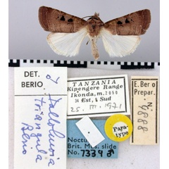 /filer/webapps/moths/media/images/T/triangula_Dallolmoia_PT_BMNH.jpg