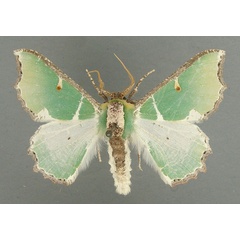 /filer/webapps/moths/media/images/A/albipicta_Victoria_AM_TMSA.jpg