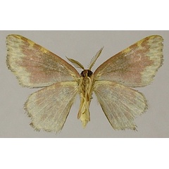 /filer/webapps/moths/media/images/E/eclipsis_Chrysocraspeda_AM_ZSMb.jpg