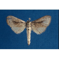 /filer/webapps/moths/media/images/M/murphyi_Kroonia_PTF_NHMO.jpg