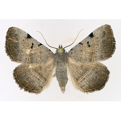 /filer/webapps/moths/media/images/S/stuhlmanni_Plecoptera_AF_TMSA_02.jpg