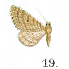 /filer/webapps/moths/media/images/R/rediviva_Eupithecia_HT_Prout_16-19.jpg