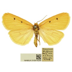 /filer/webapps/moths/media/images/Y/yao_Cyana_PTM_BMNH.jpg