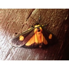 /filer/webapps/moths/media/images/K/kenrickalis_Mabilleodes_A_Bippus.jpg