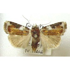 /filer/webapps/moths/media/images/P/posteriobrunnea_Euxootera_AM_BMNH.jpg
