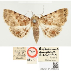 /filer/webapps/moths/media/images/O/orientis_Eublemma_HT_BMNH.jpg