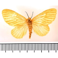 /filer/webapps/moths/media/images/R/rufivena_Andaingo_AF_BMNH.jpg