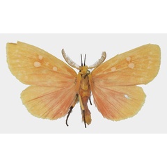 /filer/webapps/moths/media/images/R/rhodophora_Melapera_AM_Basquina.jpg