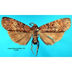 /filer/webapps/moths/media/images/A/africana_Gargetta_HT_SNHM_01.jpg