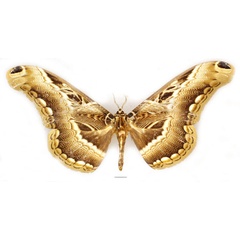 /filer/webapps/moths/media/images/L/lucina_Dactyloceras_AF_Basquin_01.jpg