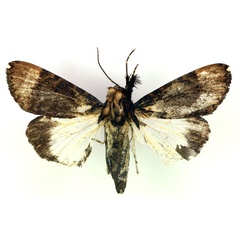 /filer/webapps/moths/media/images/B/bipunctata_Audea_A_RMCA.jpg