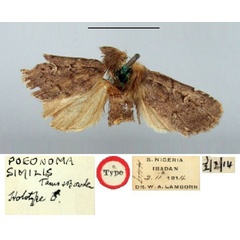 /filer/webapps/moths/media/images/S/similis_Poeonoma_HT_BMNH.jpg